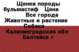 Щенки породы бульмастиф › Цена ­ 25 000 - Все города Животные и растения » Собаки   . Калининградская обл.,Балтийск г.